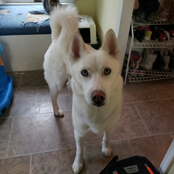 Meet your Posher, Rafael - Picture 1 of 1